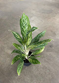 5" Aglaonema Golden Madonna